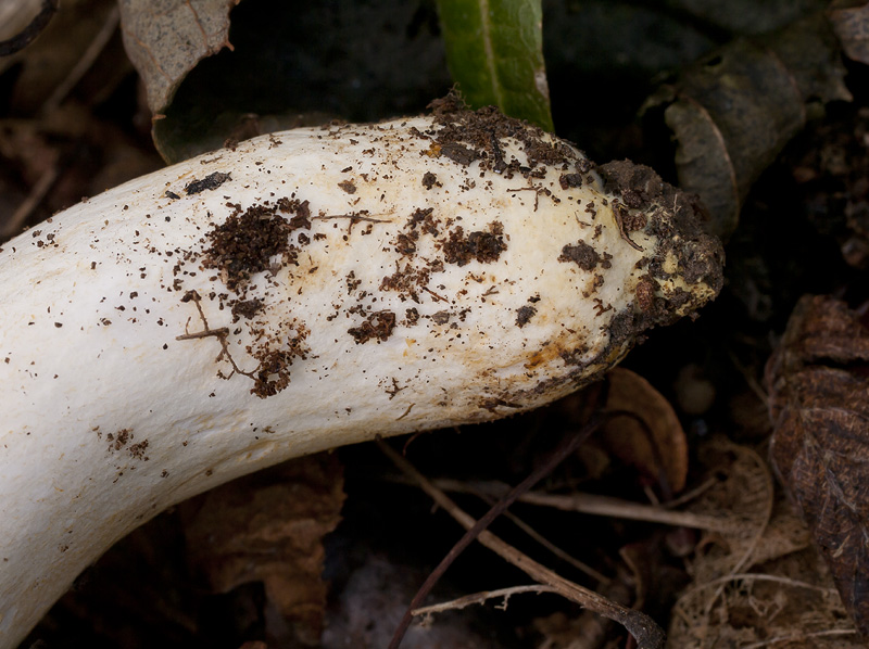 Russula insignis